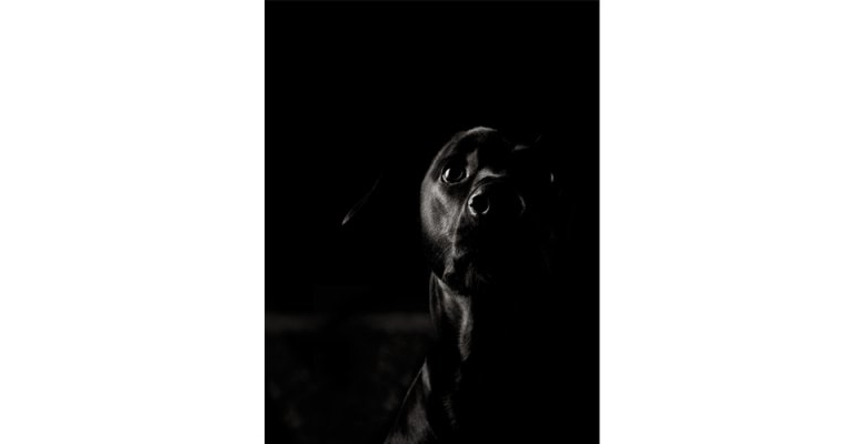 Hund